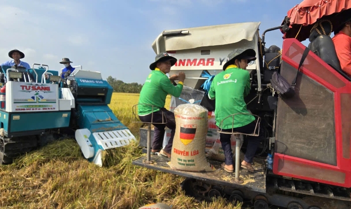 Xăng dầu ảnh hưởng trực tiếp đến sản xuất, chế biến lúa gạo của nông dân, doanh nghiệp.