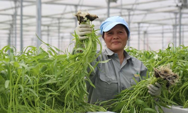 Từ sản xuất sang kinh tế nông nghiệp: Doanh nghiệp đóng vai trò “đầu kéo”