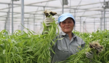 Từ sản xuất sang kinh tế nông nghiệp: Doanh nghiệp đóng vai trò “đầu kéo”