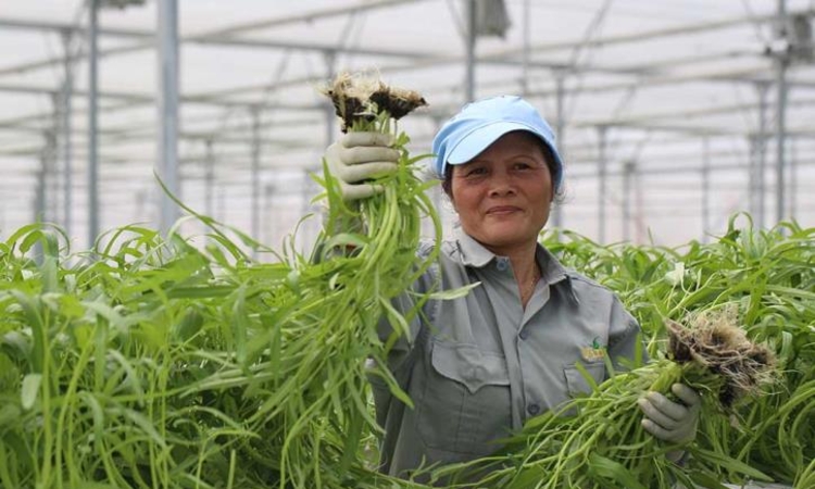 Từ sản xuất sang kinh tế nông nghiệp: Doanh nghiệp đóng vai trò “đầu kéo”