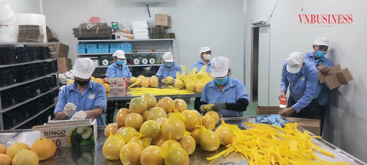 Sơ chế bưởi ở HTX Nông nghiệp xanh V-Phúc (thôn Bằng Lai, xã An Thành, thành phố Hải Phòng.