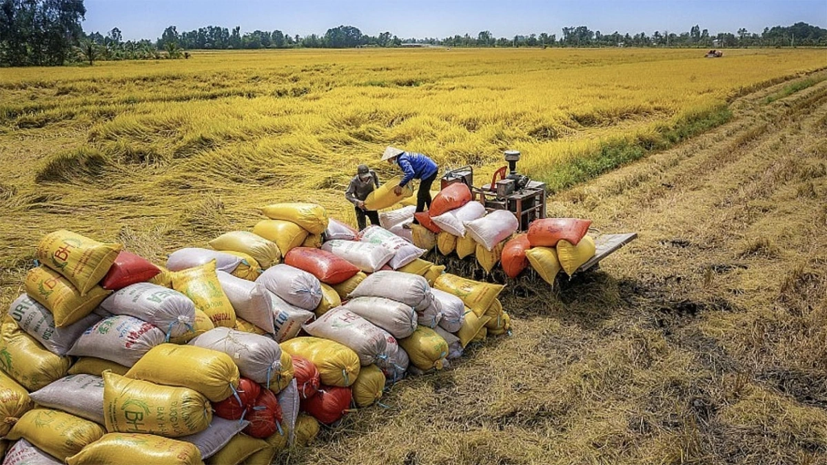 Bộ Công Thương ban hành Chỉ thị 08/CT-BCT thúc đẩy sản xuất, xuất khẩu gạo trong tình hình mới.