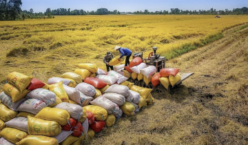 Tận dụng FTA để mở rộng thị trường, thúc đẩy xuất khẩu gạo trong tình hình mới