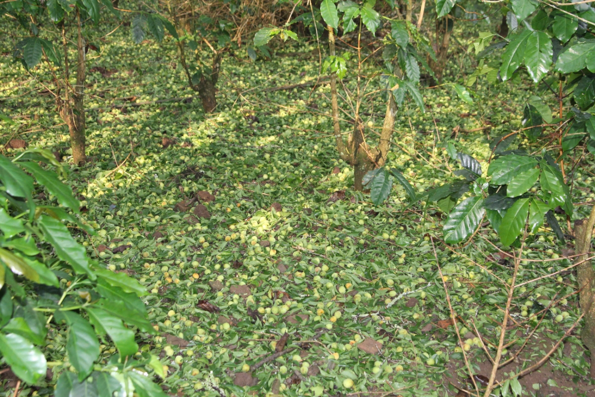 Hàng trăm ha diện tích mận và hoa màu của người dân bị thiệt hại nặng nề.