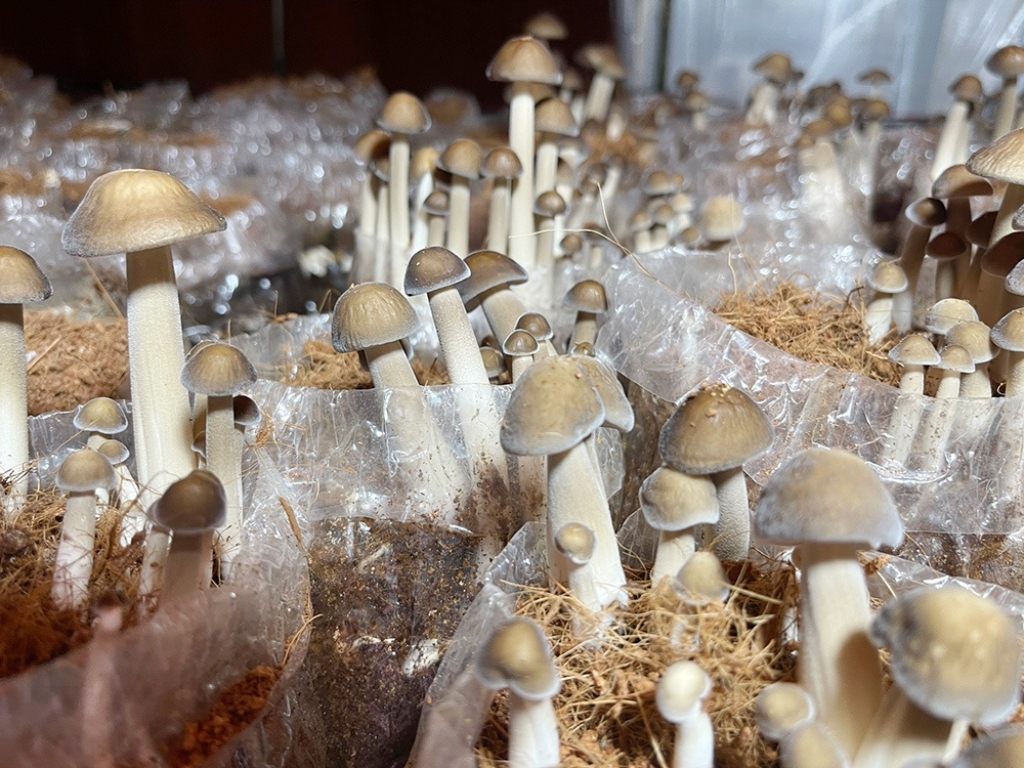 Chị Nương tận dụng các phụ phẩm nông nghiệp như rơm, rạ, cám bắp, cám gạo... để phối trộn, làm phôi giống, cấy meo và nuôi trồng thành công các loại nấm quý.