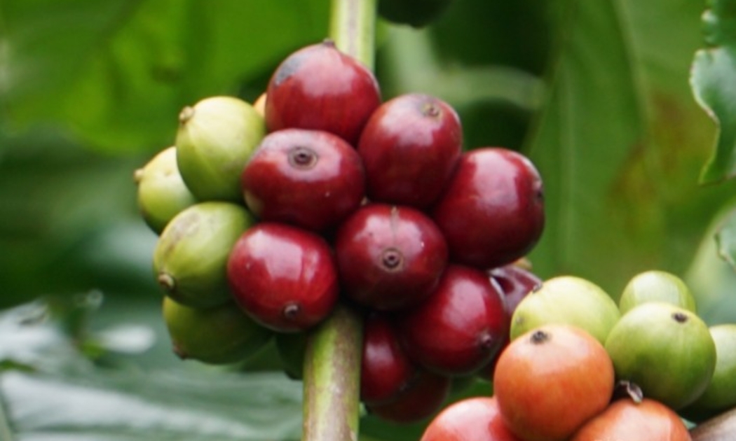 cà phê trên cành cây vừa chín vừa xanh