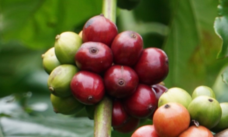 Giá cà phê tăng 1.000 đồng/kg, theo đà phục hồi của sàn quốc tế