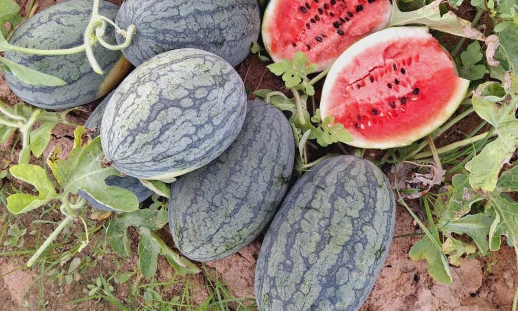Bộ trưởng đề nghị doanh nghiệp chủ động thích ứng, đồng thời chia sẻ khó khăn với người sản xuất theo tinh thần “lợi ích hài hòa, rủi ro chia sẻ”.