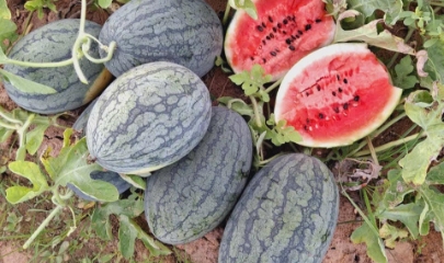 Bộ trưởng đề nghị doanh nghiệp chủ động thích ứng, đồng thời chia sẻ khó khăn với người sản xuất theo tinh thần “lợi ích hài hòa, rủi ro chia sẻ”.