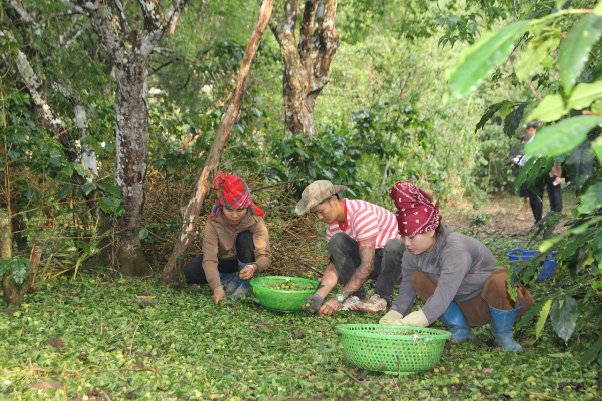 Người dân thu gom mận xanh, hy vọng bán giúp giảm thiệt hại