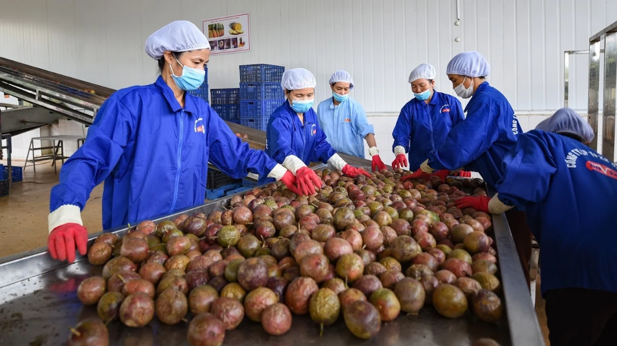 Chanh leo, thanh long và một số mặt hàng rau quả nhập khẩu từ Việt Nam đang bộc lộ rủi ro về an toàn thực phẩm.