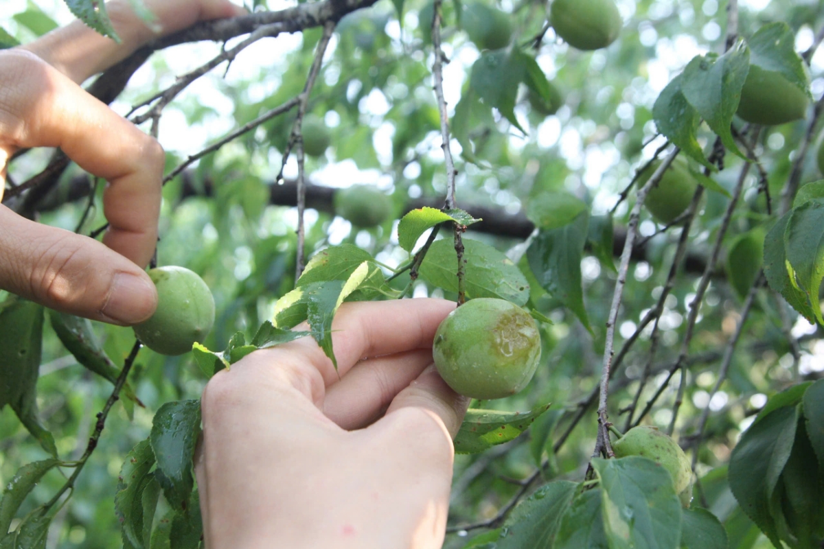 Vườn mận sau trận mưa đá.