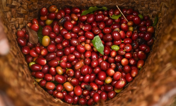 Giao dịch thận trọng, giá cà phê giảm 400 đồng/kg