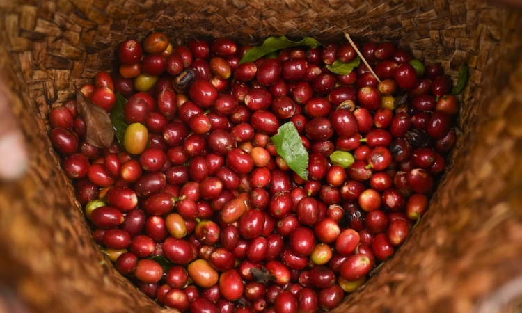 Giao dịch thận trọng, giá cà phê giảm 400 đồng/kg
