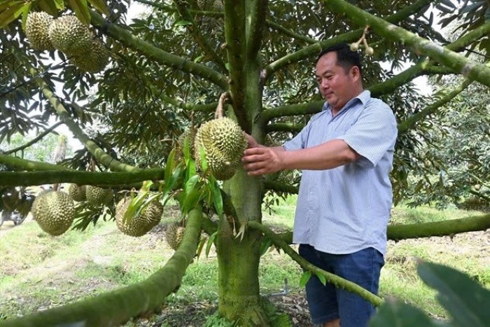 Nhà vườn, HTX phấn khởi thu hoạch sầu riêng nghịch vụ tại các tỉnh ĐBSCL.