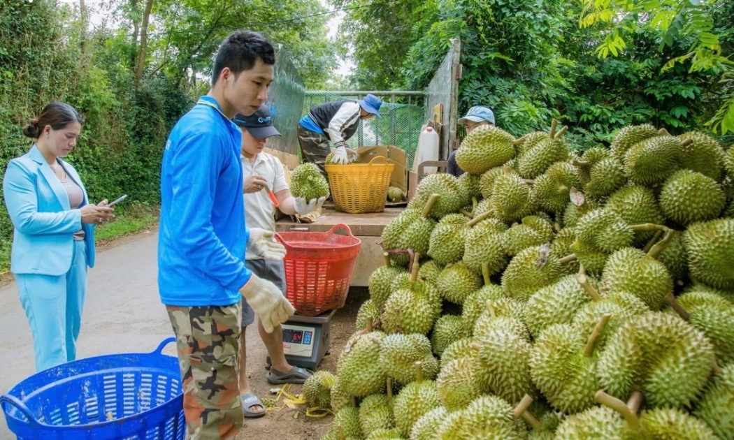 Nhà vườn, HTX phấn khởi thu hoạch sầu riêng nghịch vụ tại các tỉnh ĐBSCL.