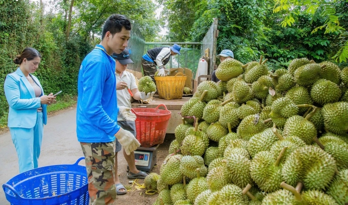HTX và nhà vườn chủ động xây dựng nền tảng sản xuất bền vững nhằm đáp ứng yêu cầu xuất khẩu chính ngạch, nâng giá trị trái sầu.