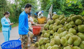 Sầu riêng trái vụ “đắt như tôm tươi”, nông dân, HTX thu bạc trăm triệu