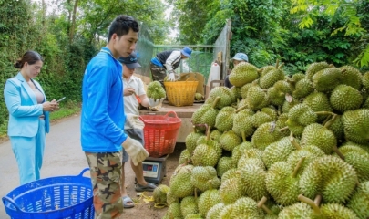 Nhà vườn, HTX phấn khởi thu hoạch sầu riêng nghịch vụ tại các tỉnh ĐBSCL.