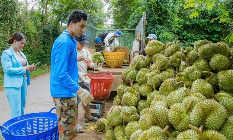 Sầu riêng trái vụ “đắt như tôm tươi”, nông dân, HTX thu bạc trăm triệu