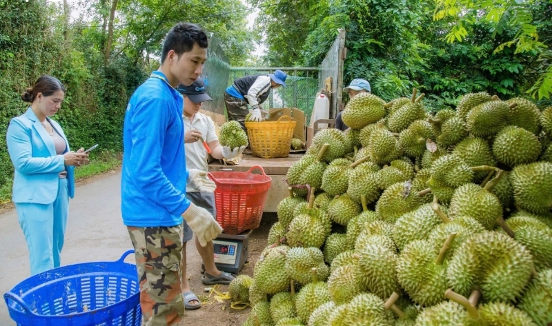 Sầu riêng trái vụ “đắt như tôm tươi”, nông dân, HTX thu bạc trăm triệu