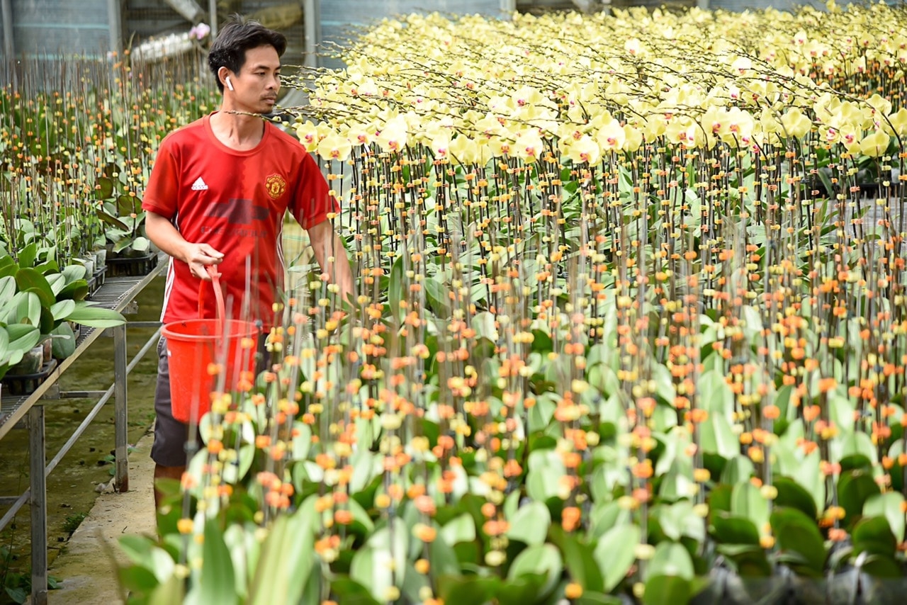 Công nghệ số giúp HTX tối ưu chi phí, giảm phụ thuộc vào lao động thủ công, tăng năng suất và chất lượng sản phẩm.