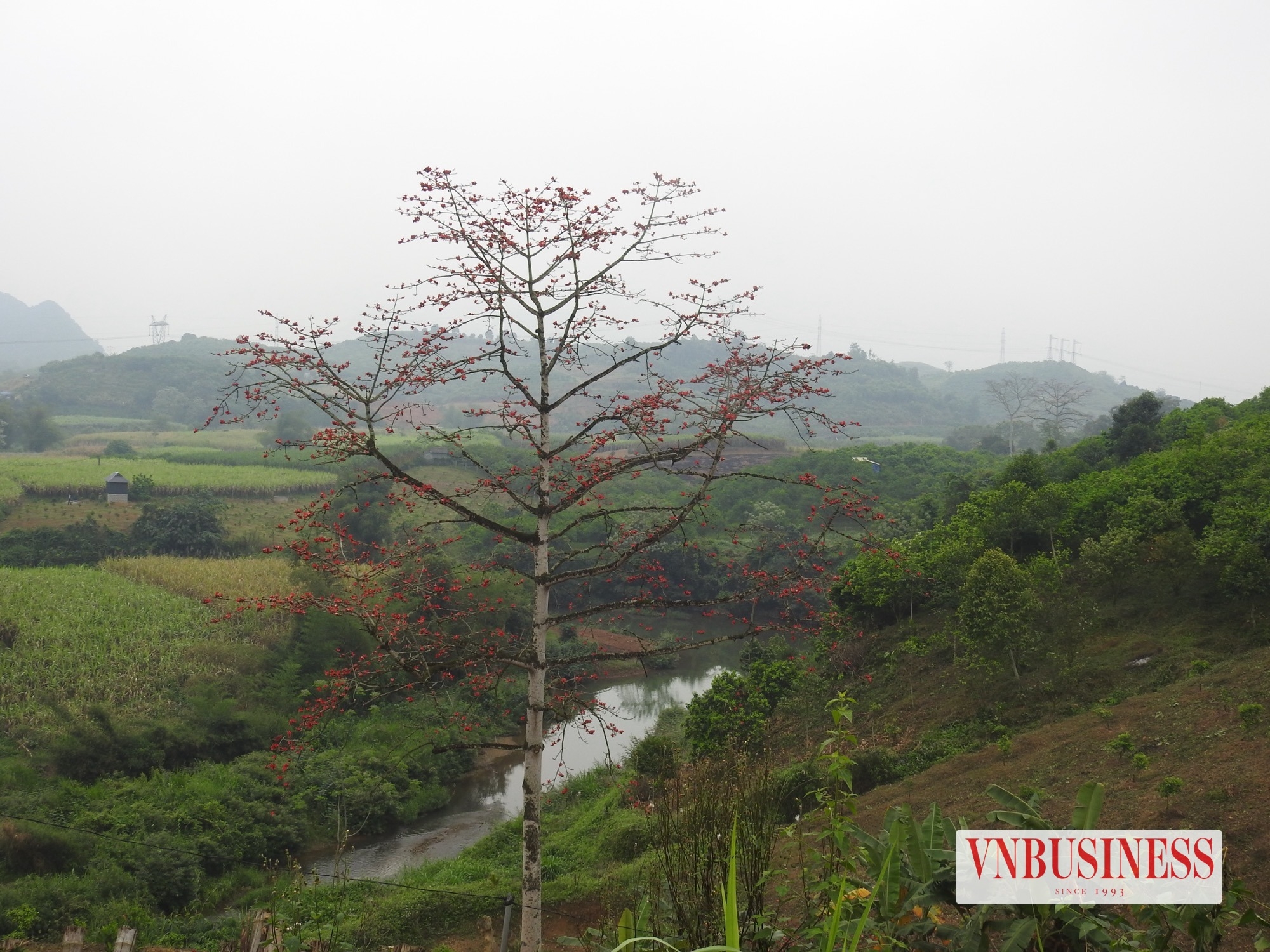 Giám đốc hợp tác xã ấp ủ phát triển du lịch địa phương từ những đồi cam.