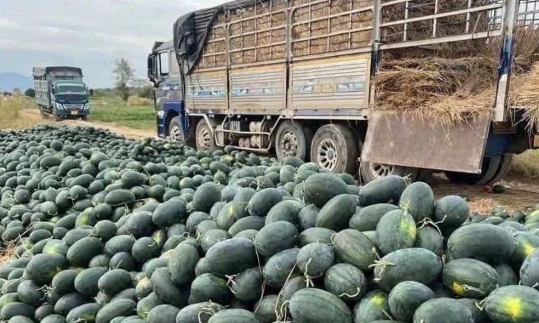 Nhiều doanh nghiệp bán lẻ đã hưởng ứng tích cực, góp phần “giải cứu” một phần sản lượng cho nông dân.