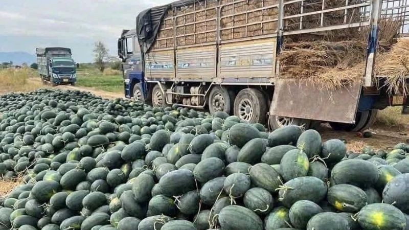 Nhiều doanh nghiệp bán lẻ đã hưởng ứng tích cực, góp phần “giải cứu” một phần sản lượng cho nông dân.