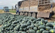 Nhiều doanh nghiệp bán lẻ đã hưởng ứng tích cực, góp phần “giải cứu” một phần sản lượng cho nông dân.