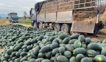 Dưa hấu rớt giá, Gia Lai kêu gọi hỗ trợ tiêu thụ