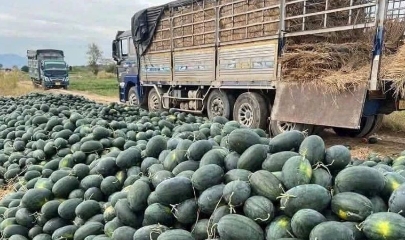 Nhiều doanh nghiệp bán lẻ đã hưởng ứng tích cực, góp phần “giải cứu” một phần sản lượng cho nông dân.