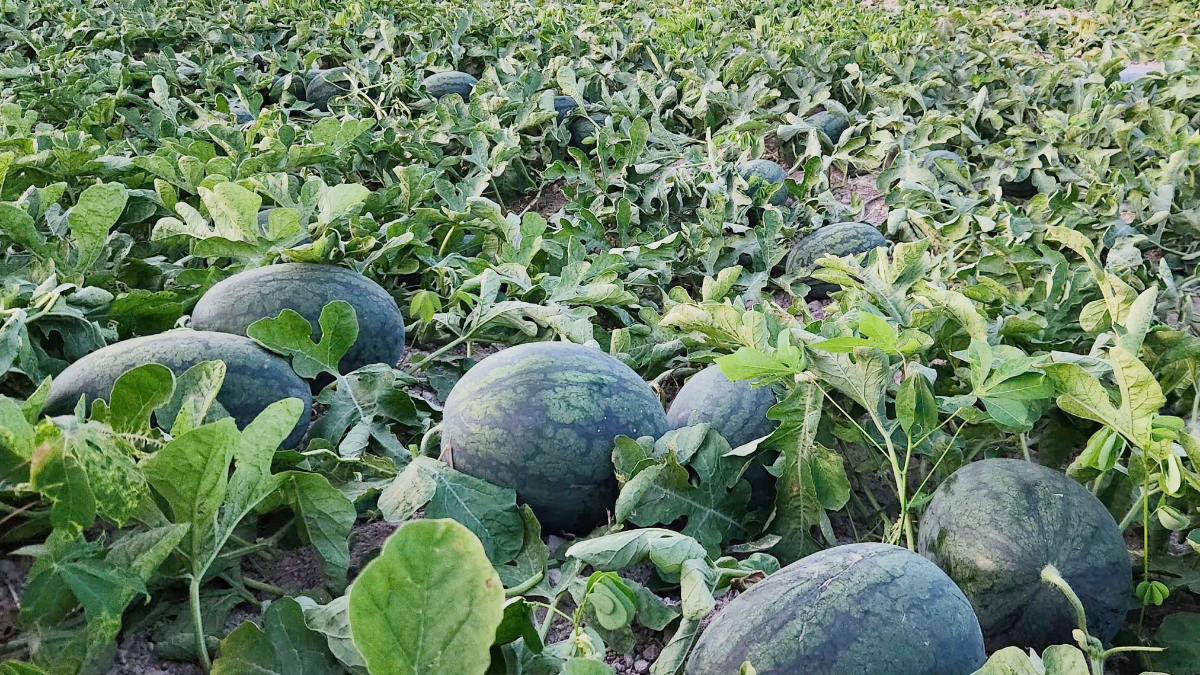 Theo Sở Nông nghiệp và Môi trường tỉnh Gia Lai, vụ Đông Xuân 2025-2026, toàn tỉnh có gần 2.500 ha dưa hấu, năng suất bình quân đạt 35-40 tấn/ha.