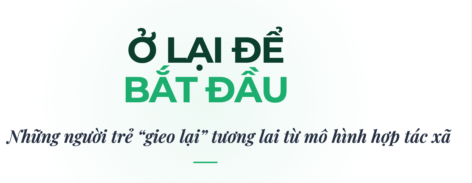 Những người trẻ “gieo lại” tương lai từ mô hình hợp tác xã