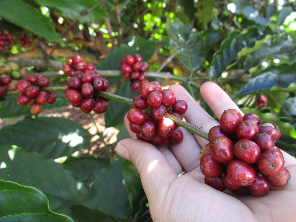 Giá cà phê tăng 500 đồng/kg tại các tỉnh Tây Nguyên.