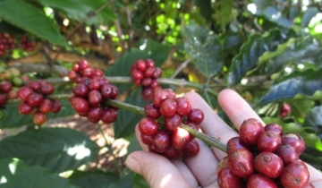 Giá cà phê đảo chiều tăng 500 đồng/kg