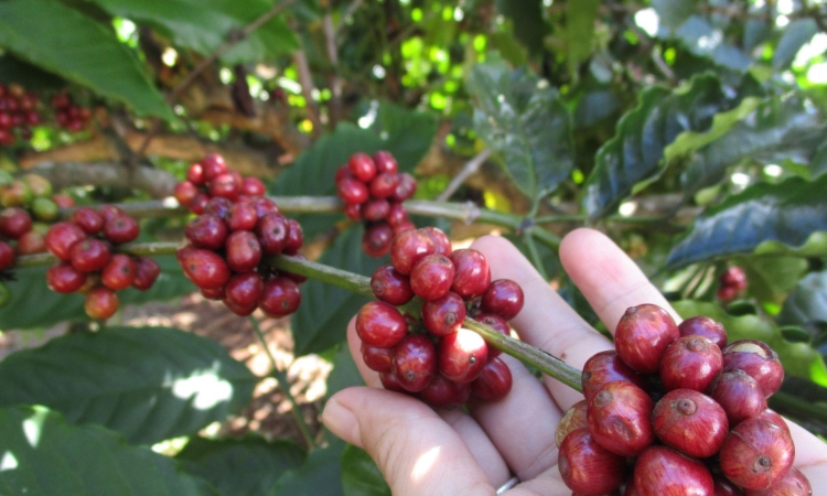 Giá cà phê đảo chiều tăng 500 đồng/kg