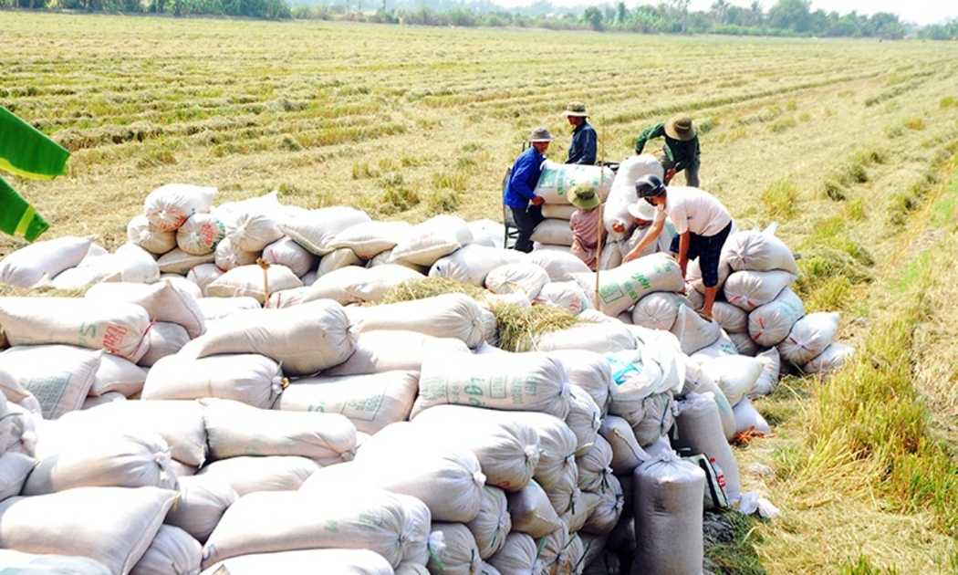 Giá dầu tăng kéo theo chi phí vận chuyển, giá vật tư nông nghiệp... khiến áp lực chi phí càng gia tăng.