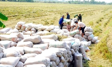 Giá dầu tăng kéo theo chi phí vận chuyển, giá vật tư nông nghiệp... khiến áp lực chi phí càng gia tăng.