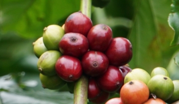 Giá cà phê giảm 800 đồng/kg sau khi chịu tác động từ thế giới