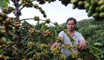 Cùng đà thế giới, giá cà phê giảm 200 đồng/kg