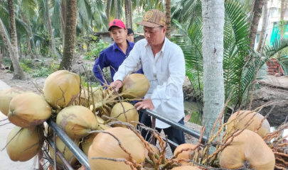 Giá dừa khô liên tục giảm sâu.