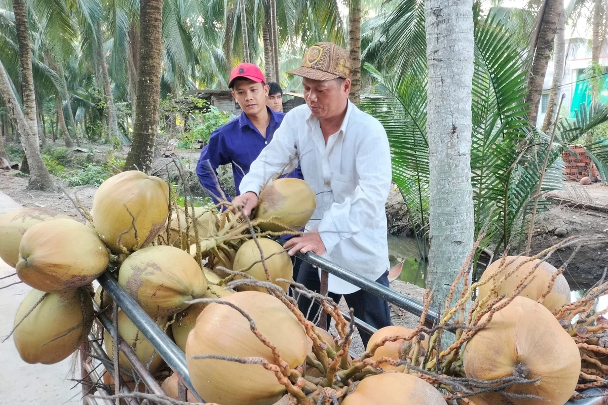 Giá dừa khô liên tục giảm sâu, người trồng dừa gần như không có lãi.