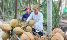 Giá dừa khô liên tục giảm sâu.