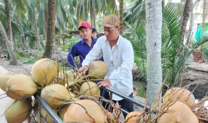 Giá dừa khô liên tục giảm sâu.