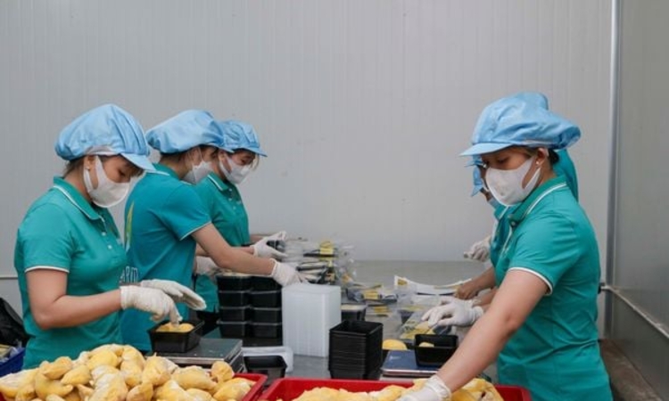 Cú hích để sản xuất chuyên nghiệp thông qua mô hình HTX