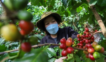 Giá cà phê đi ngang quanh 92.500 đồng/kg, chịu áp lực nguồn cung