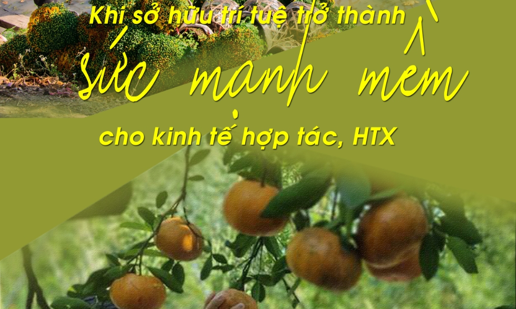 Khi sở hữu trí tuệ trở thành ‘sức mạnh mềm’ cho HTX