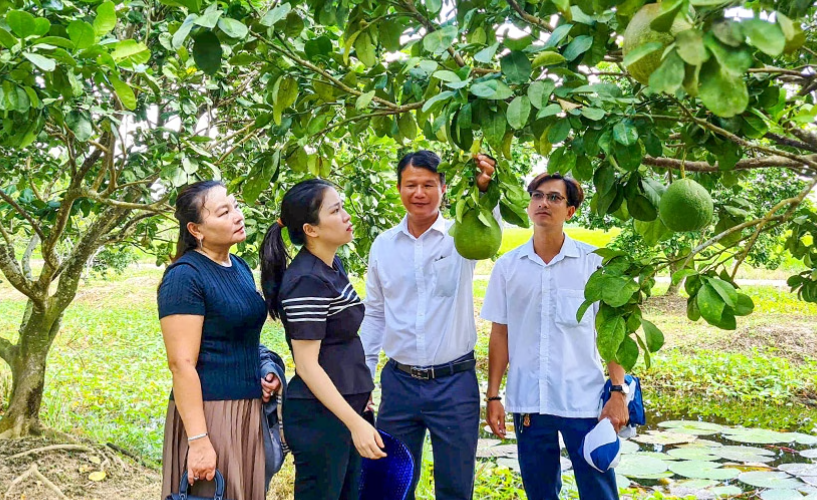 Đoàn cán bộ Viện Khoa học Công nghệ và Môi trường và Liên minh HTX tỉnh Cà Mau tham quan vườn bưởi da xanh của thành viên HTX Trái cây sạch Khánh Hưng.