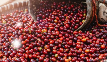 Giá cà phê bật tăng gần 2.000 đồng/kg sau phiên giảm sâu